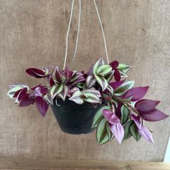 トラディスカンティア  ゼブリナ ハンギング② 現品 Tradescantia zebrinaトラディスカンチア トラデスカンチア 観葉植物 観葉 植物  つる性植物 つる性 インテリア プレゼント おしゃれ かわいい おすすめ グリーン