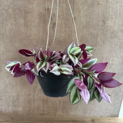トラディスカンティア  ゼブリナ ハンギング② 現品 Tradescantia zebrinaトラディスカンチア トラデスカンチア 観葉植物 観葉 植物  つる性植物 つる性 インテリア プレゼント おしゃれ かわいい おすすめ グリーン