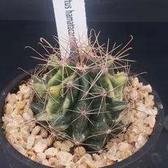 2026年最新】フェロカクタスの人気アイテム - メルカリ