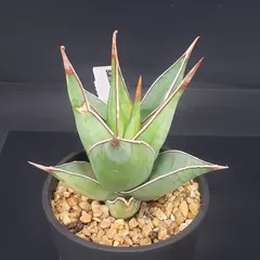 2026年最新】サンセベリア ピングイキュラの人気アイテム - メルカリ