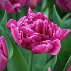 芽出し球根♡ チューリップ　ショーケース
