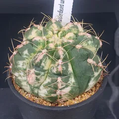 ⭐︎初売り⭐︎王冠竜 2026年最新】王冠竜の人気アイテム - メルカリ