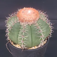 2026年最新】サボテン メロカクタスの人気アイテム - メルカリ