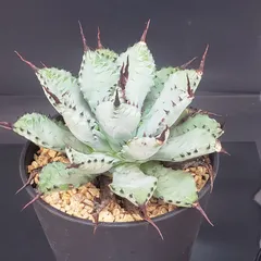 2026年最新】アガベポタトラムの人気アイテム - メルカリ