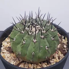 2026年最新】黒王丸 実生の人気アイテム - メルカリ