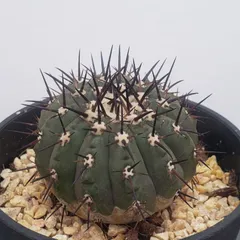 2026年最新】コピアポア シネレアの人気アイテム - メルカリ