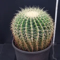 2026年最新】種 金鯱の人気アイテム - メルカリ