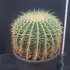 2026年最新】種 金鯱の人気アイテム - メルカリ