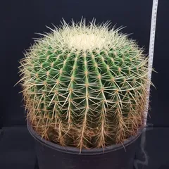 2026年最新】エキノカクタスの人気アイテム - メルカリ