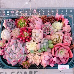 SALE‼️多肉植物寄せ植えset♡262