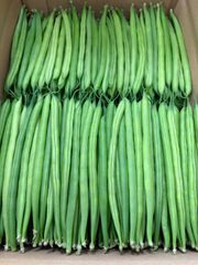 国産 インゲン豆 1kg