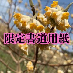 おまとめ ヤングレディ ゴールデンレディ スモークツリー 苗 苗木 雌株