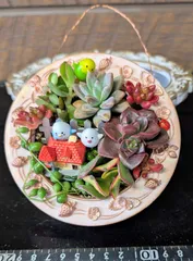 020601多肉植物の寄せ植え★ミニリース★イチゴ丸額縁