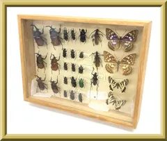 2026年最新】カナブン標本の人気アイテム - メルカリ