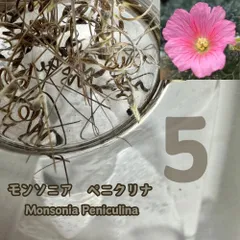 モンソニア　ペニクリナ　種子20粒 monsonia peniculi 2026年最新】モンソニア ペニクリナの人気アイテム - メルカリ