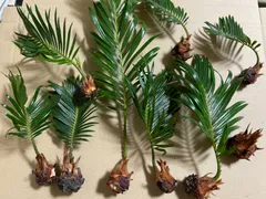 2026年最新】蘇鉄の人気アイテム - メルカリ