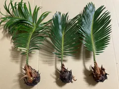 2026年最新】蘇鉄 子株の人気アイテム - メルカリ