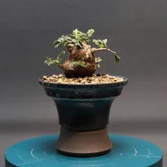 2026年最新】センナ メリディオナリスの人気アイテム - メルカリ