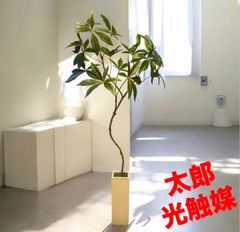 光触媒 人工観葉植物 ウォールグリーン フェイクグリーン ツピタンサス