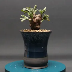 2026年最新】塊根植物 センナ メリディオナリスの人気アイテム - メルカリ