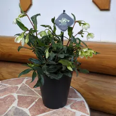 2026年最新】原種クリスマスローズの人気アイテム - メルカリ