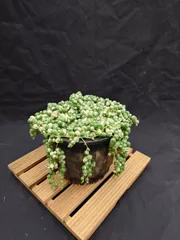 斑入りグリーンネックレス　5号プラ吊り鉢　メルカリ便