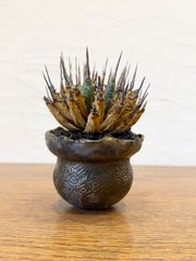 エボリスピナ【発根済】【ramat】【作家鉢】【現地球】 - メルカリ