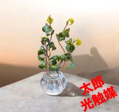 光触媒 人工観葉植物 ウォールグリーン フェイクグリーン ツピタンサス