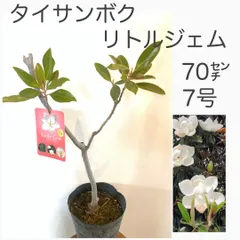 2026年最新】リトルジェムの人気アイテム - メルカリ