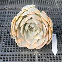 【新入荷｜送料込】エケベリア　韓国苗　マケベニア錦　多肉植物｜ポコ多肉　p_3701