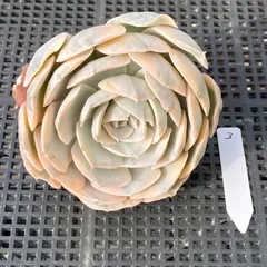 【新入荷｜送料込】エケベリア　韓国苗　フマケベニア錦　多肉植物｜ポコ多肉　p_3702