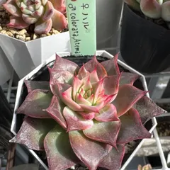 2026年最新】miya苗の人気アイテム - メルカリ