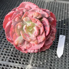 【新入荷｜送料込】エケベリア　韓国苗　レインドロップス錦　多肉植物｜ポコ多肉　p_3703