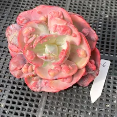 【新入荷｜送料込】エケベリア　韓国苗　レインドロップス錦　多肉植物｜ポコ多肉　p_3704