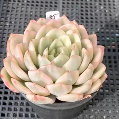 【新入荷｜送料込】エケベリア　韓国苗　ムーンフェアリー錦　多肉植物｜ポコ多肉　p_3705