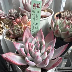 2026年最新】miya苗の人気アイテム - メルカリ