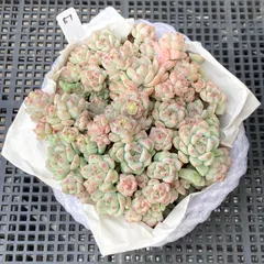 【新入荷｜送料込】エケベリア　韓国苗　キャラメルスプライト群生　多肉植物｜ポコ多肉　p_3708