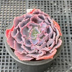 2026年最新】シャビアナ 多肉の人気アイテム - メルカリ