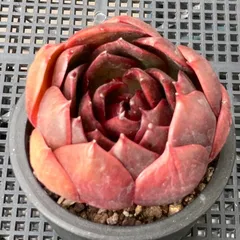 【新入荷｜送料込】エケベリア　韓国苗　トラフィックライト　多肉植物｜ポコ多肉　p_3711