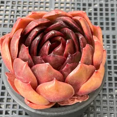 【新入荷｜送料込】エケベリア　韓国苗　トラフィックライト　多肉植物｜ポコ多肉　p_3712