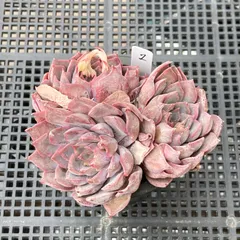 【新入荷｜送料込】エケベリア　韓国苗　ダークアイス群生（3苗）　多肉植物｜ポコ多肉　p_3715