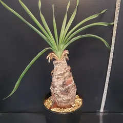 2026年最新】ブーファン ディスティチャの人気アイテム - メルカリ