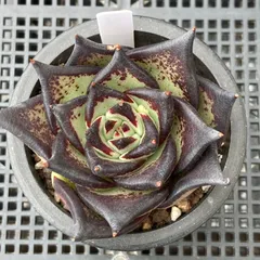 【新入荷｜送料込】エケベリア　韓国苗　ダークロード　多肉植物｜ポコ多肉　p_3721