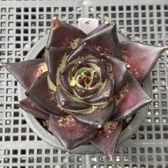 【新入荷｜送料込】エケベリア　韓国苗　ダークロード　多肉植物｜ポコ多肉　p_3722