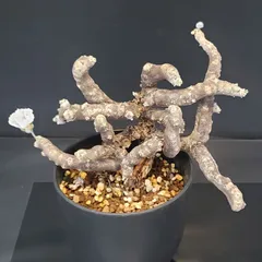 【新春セール！1/7まで 最終値下げ】モンソニア ムルチフィダ ムルチフィズム 2026年最新】モンソニア ムルチフィダの人気アイテム - メルカリ