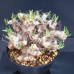 2026年最新】チレコドン 万物想の人気アイテム - メルカリ