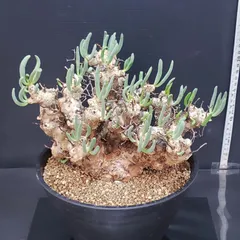 2026年最新】万物想の人気アイテム - メルカリ