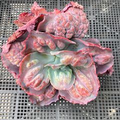 新入荷｜送料込】エケベリア 韓国苗 ムーンフェアリー錦 多肉植物