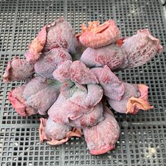 新入荷｜送料込】エケベリア 韓国苗 フマケベニア錦 多肉植物｜ポコ