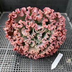 新入荷｜送料込】エケベリア 韓国苗 ムーンフェアリー錦 多肉植物